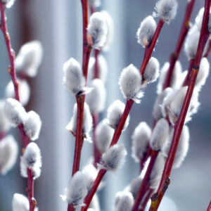 Cold Stream Farm French pussy willow