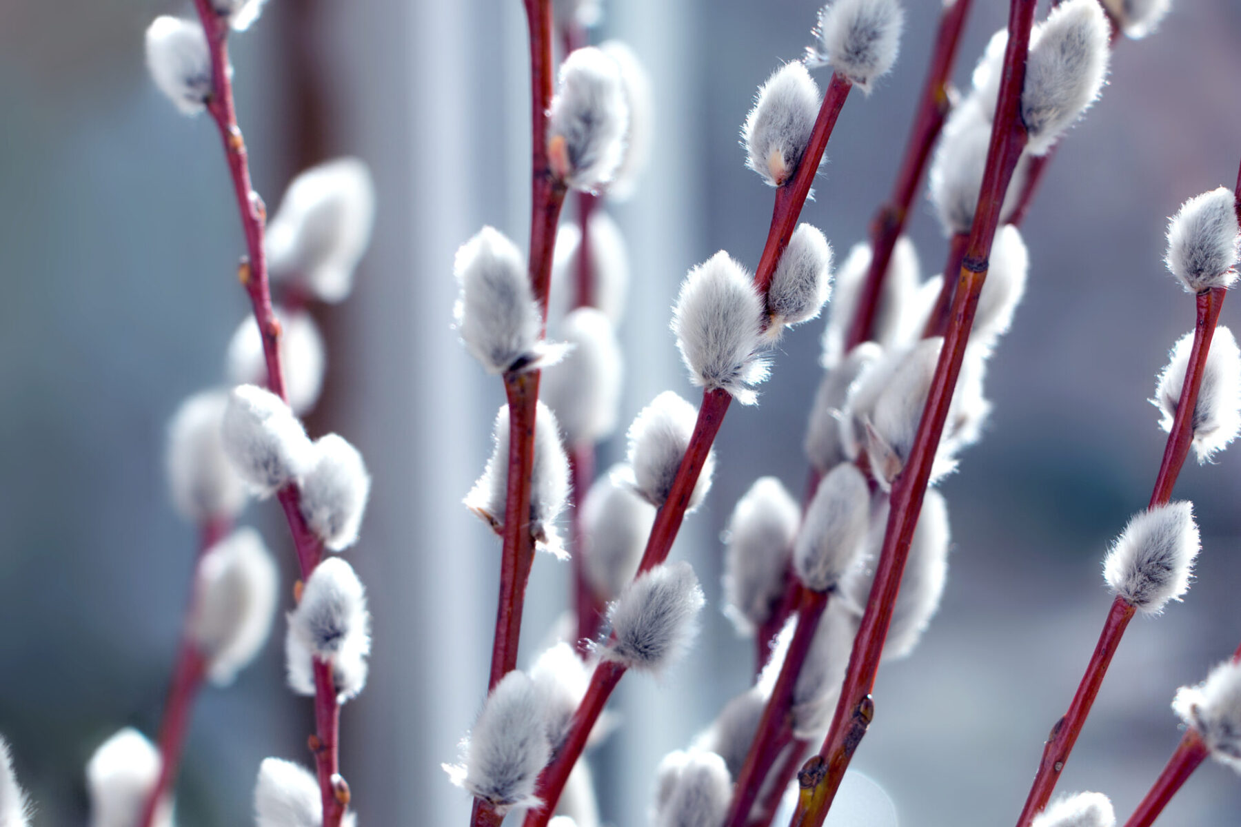 French Pussy Willow