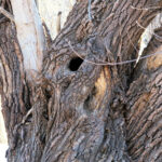 Cold Stream Farm black willow bark