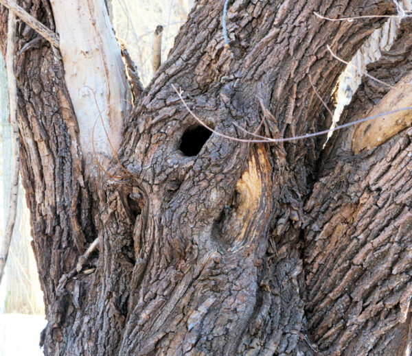 Cold Stream Farm black willow bark