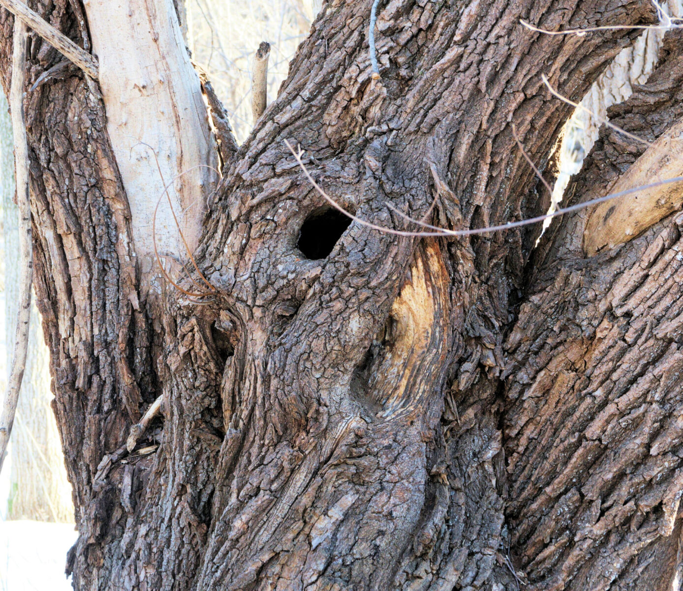 Black Willow - Salix Nigra, Deciduous Trees