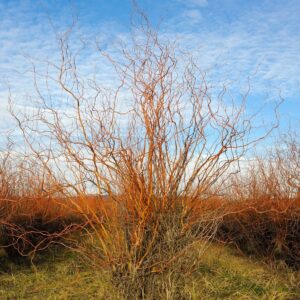 Cold Stream Farm corkscrew willow shrub