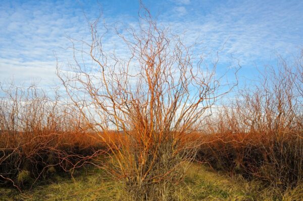 Cold Stream Farm corkscrew willow shrub