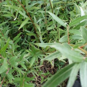 Cold Stream Farm hybrid willow transplant bed