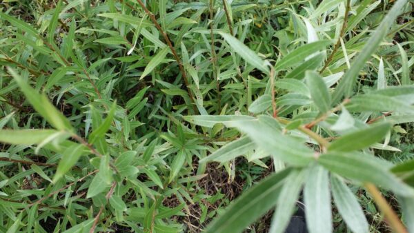 Cold Stream Farm hybrid willow transplant bed