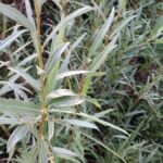 Cold Stream Farm hybrid willow plant