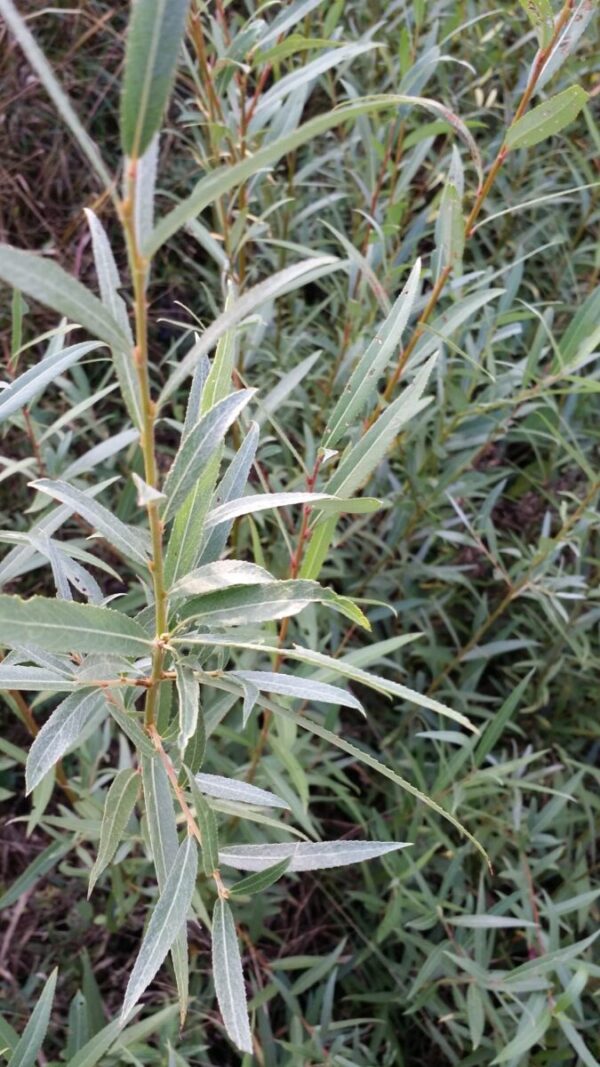 Cold Stream Farm hybrid willow plant