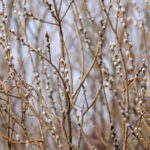 Cold Stream Farm puss willow blooms branch