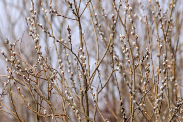 Cold Stream Farm puss willow blooms branch