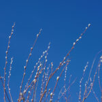 Cold Stream Farm pussy willow branch
