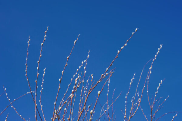 Cold Stream Farm pussy willow branch