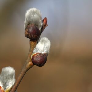 Cold Stream Farm pussy willow buds