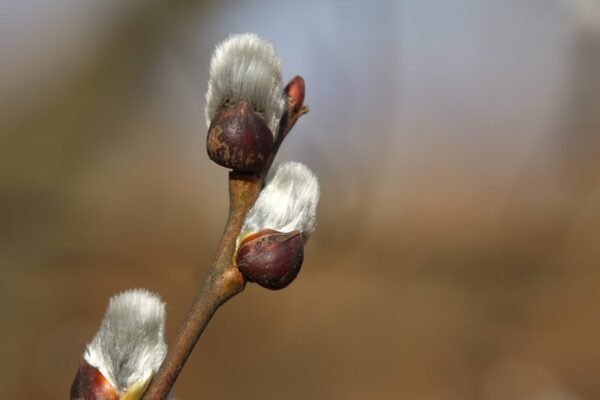 Cold Stream Farm pussy willow buds