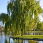 Cold Stream Farm weeping willow on river