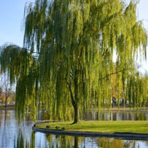 Cold Stream Farm weeping willow on river