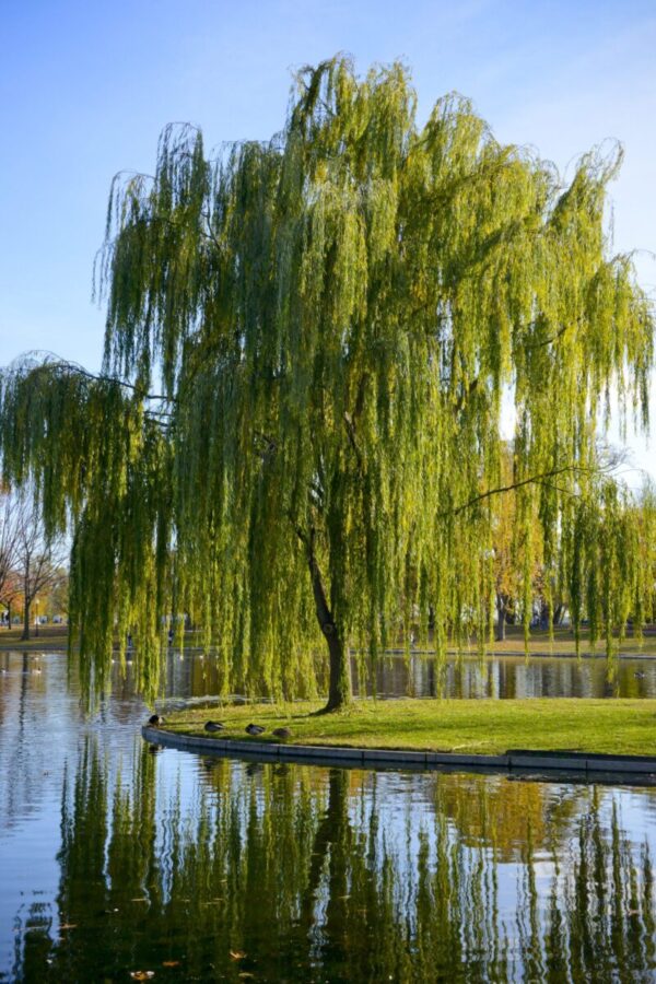 Cold Stream Farm weeping willow on river