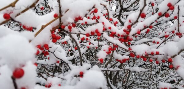 Cold Stream Farm winterberry berries in snow