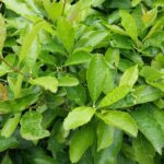 Cold Stream Farm winterberry leaves