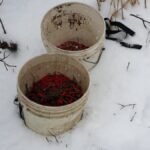 Cold Stream Farm winterberry harvest