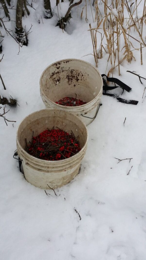 Cold Stream Farm winterberry harvest