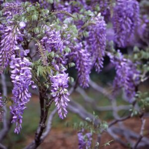 Cold Stream Farm wisteria sinensis purple blooms