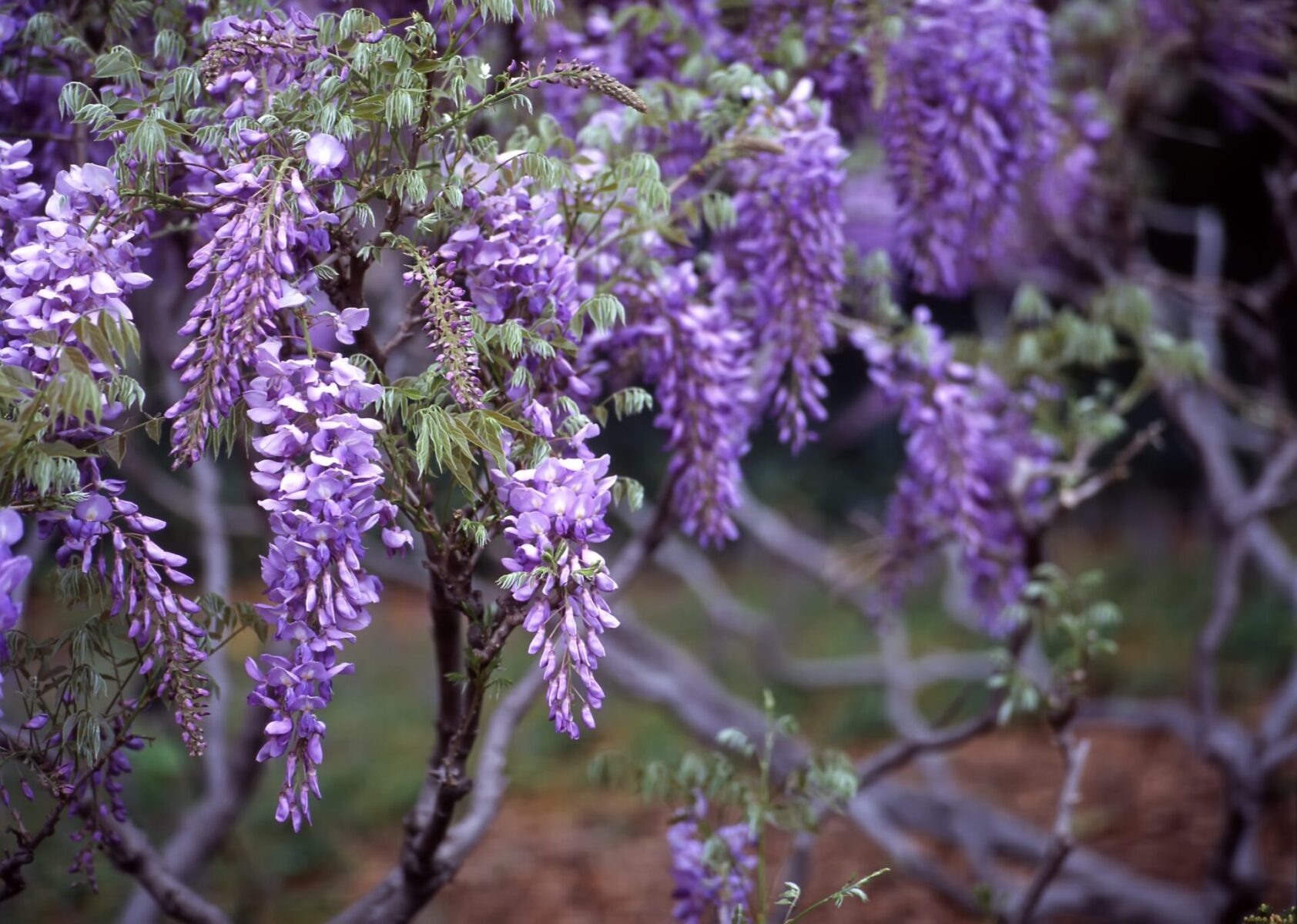 Native Kentucky Wisteria - 1 Gallon Established Plant – Tristar Plants