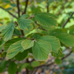 Cold Stream Farm witch hazel branch with leaves