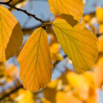 Cold Stream Farm witch hazel fall
