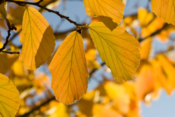 Cold Stream Farm witch hazel fall