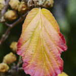 Cold Stream Farm witch hazel leaf seed