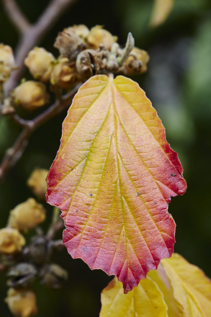 Witch Hazel Tree hamamelis Virginiana Seeds 