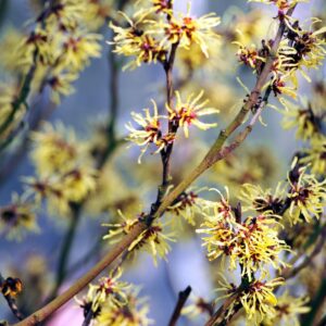 Cold Stream Farm witch hazel blooms