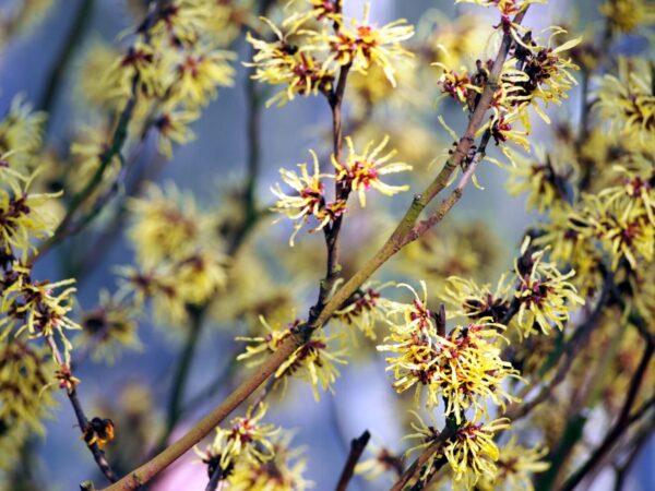 Cold Stream Farm witch hazel blooms