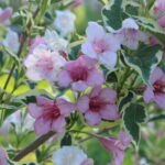 Blooming pink flowers of Weigela florida.
