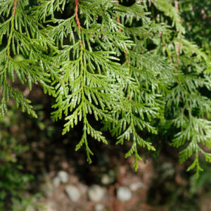 Thuja 'Green Giant